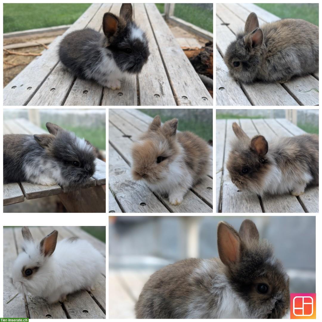 Löwenkopf Teddy Zwergkaninchen abzugeben ab Ende August