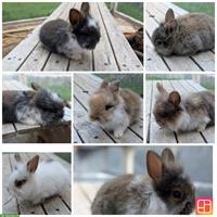 Löwenkopf Teddy Zwergkaninchen abzugeben ab Ende August