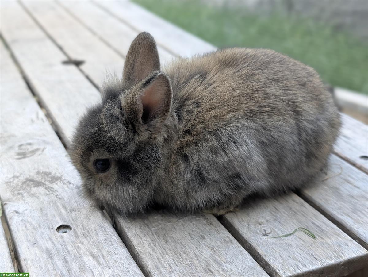 Bild 4: Löwenkopf Teddy Zwergkaninchen abzugeben ab Ende August