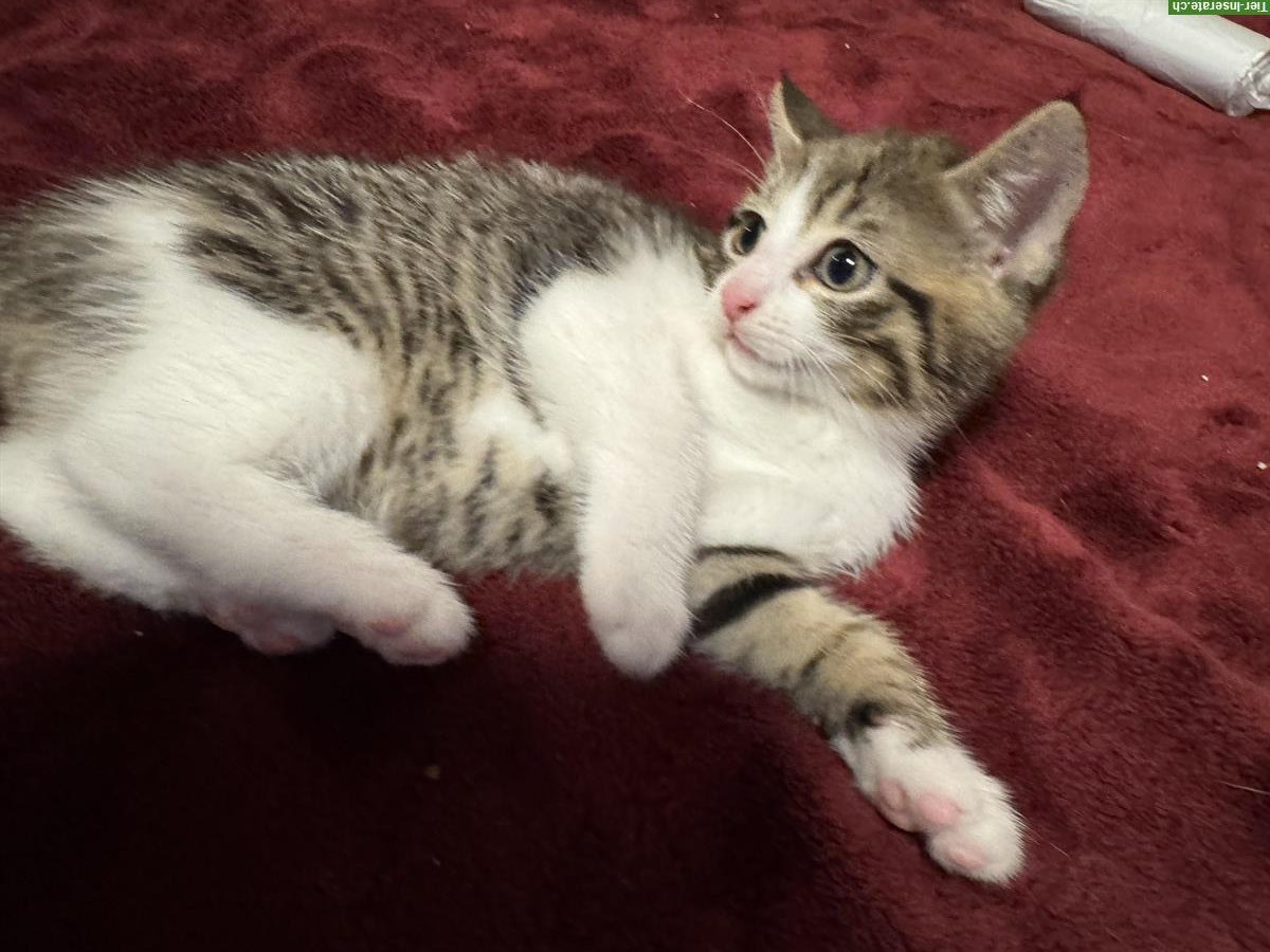Bild 3: Junge Katzen stubenrein abzugeben