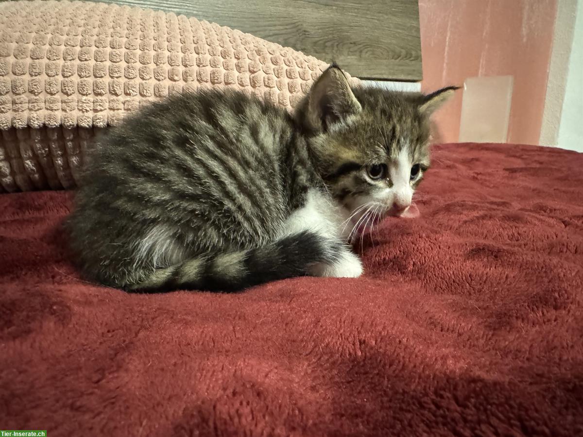 Bild 4: Junge Katzen stubenrein abzugeben