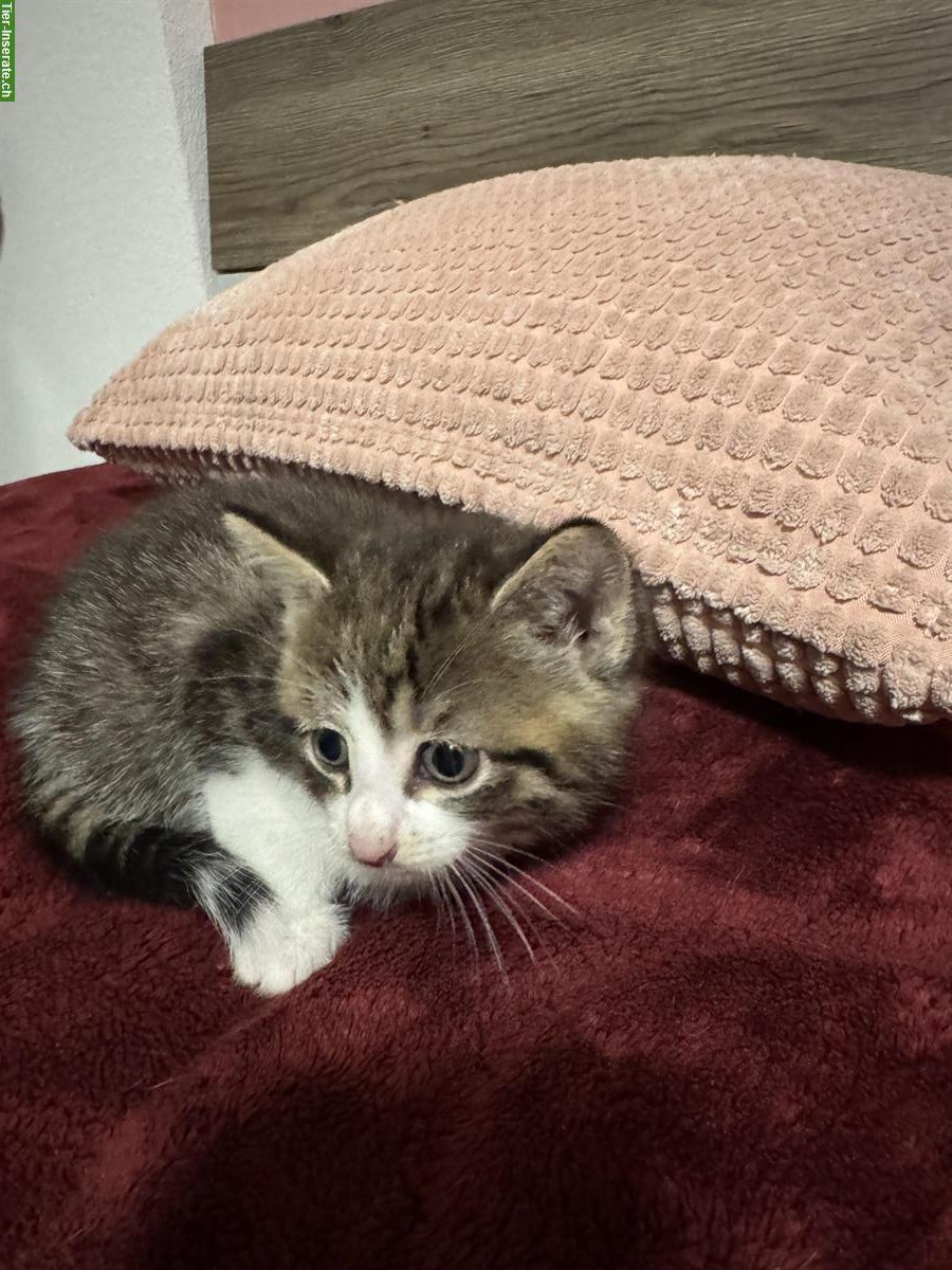 Bild 5: Junge Katzen stubenrein abzugeben