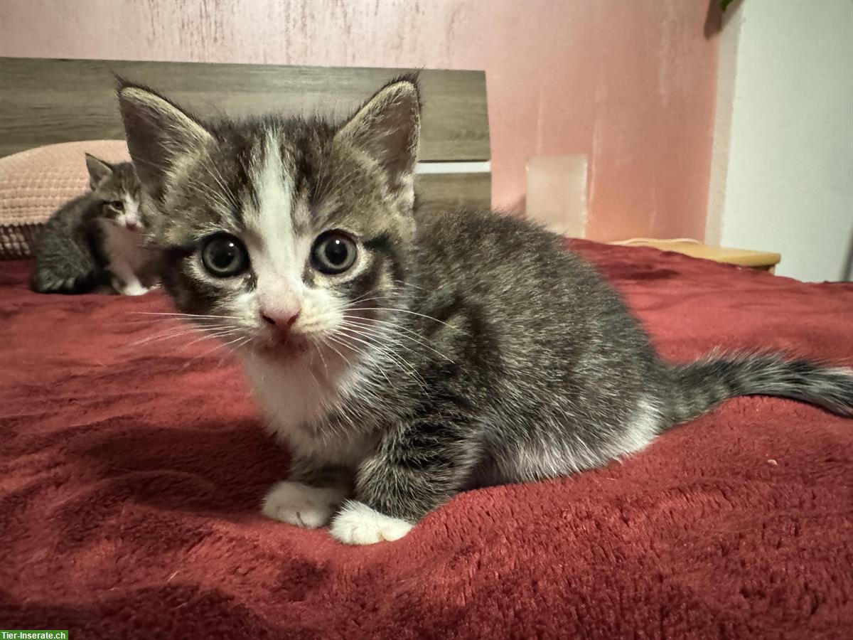 Bild 7: Junge Katzen stubenrein abzugeben