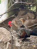 Sonnerathühner (Gallus sonneratii) zu verkaufen