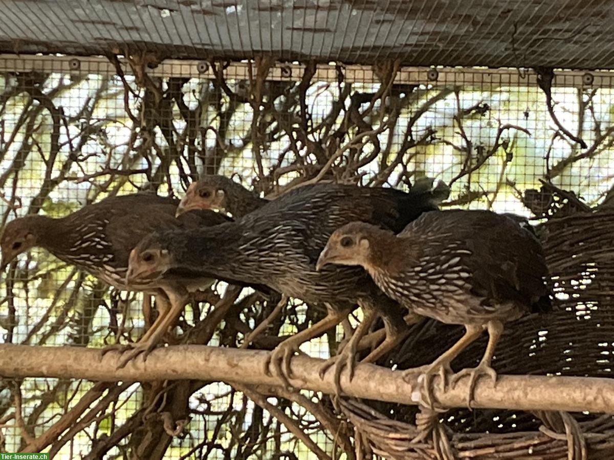Bild 2: Sonnerathühner (Gallus sonneratii) zu verkaufen