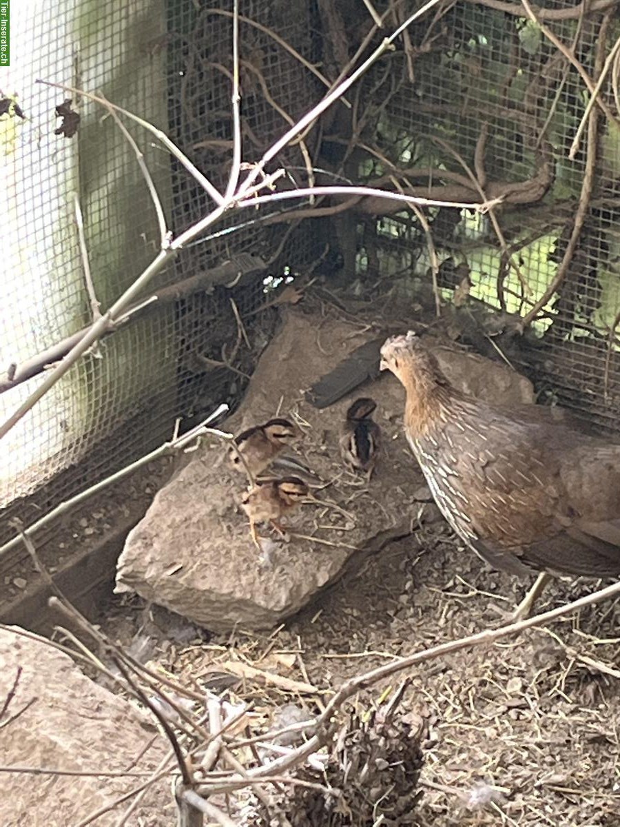 Bild 3: Sonnerathühner (Gallus sonneratii) zu verkaufen