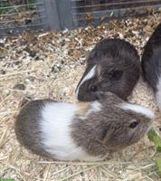 Junge Meerschweinchen zum verkaufen