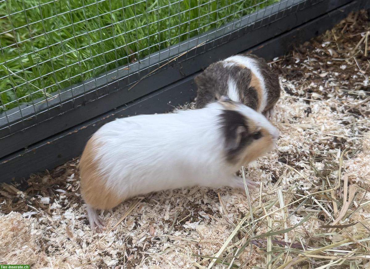 Bild 2: Junge Meerschweinchen zum verkaufen
