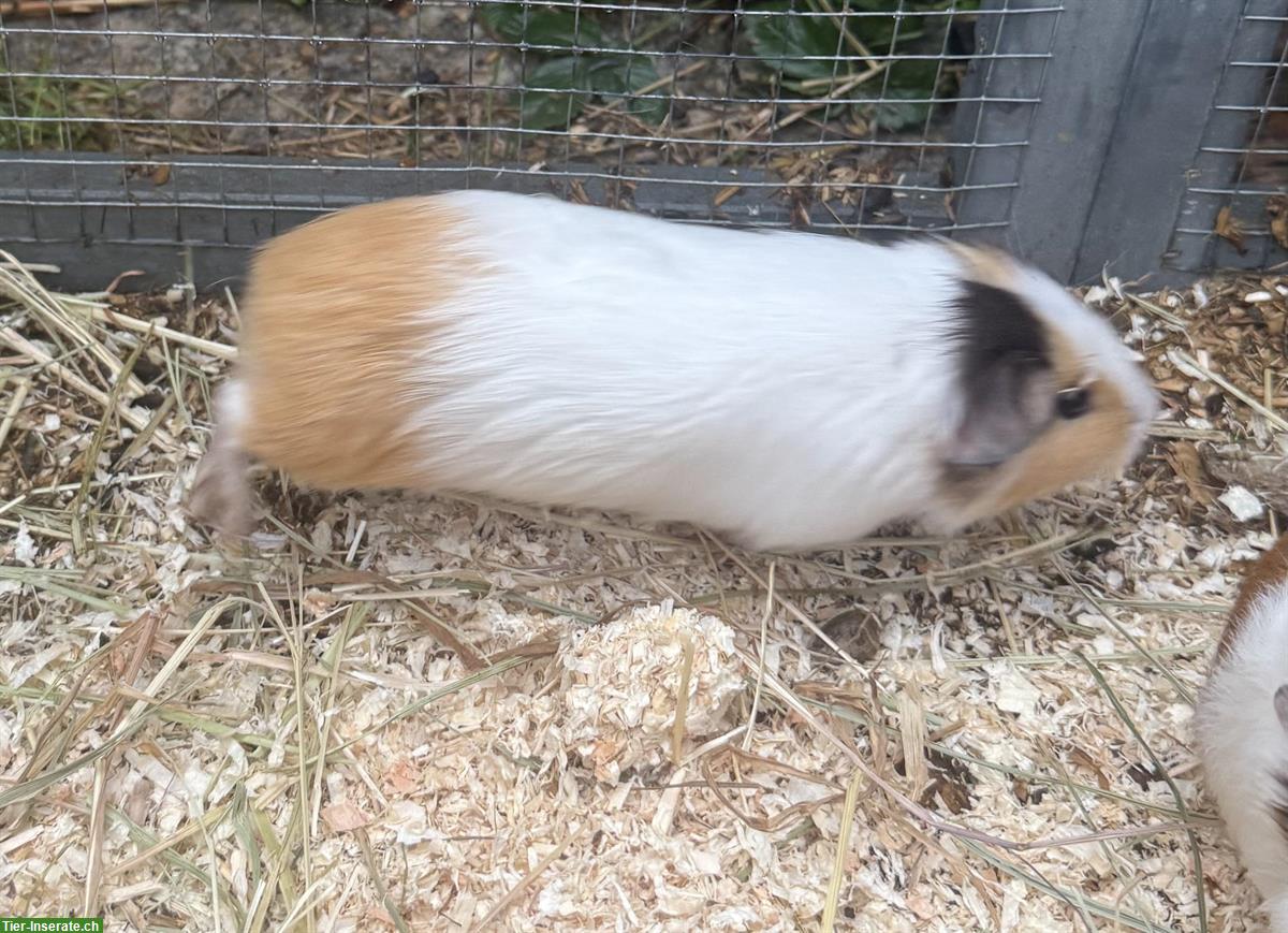 Bild 3: Junge Meerschweinchen zum verkaufen