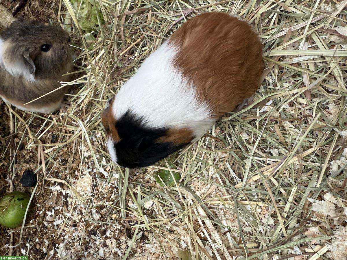 Bild 4: Junge Meerschweinchen zum verkaufen