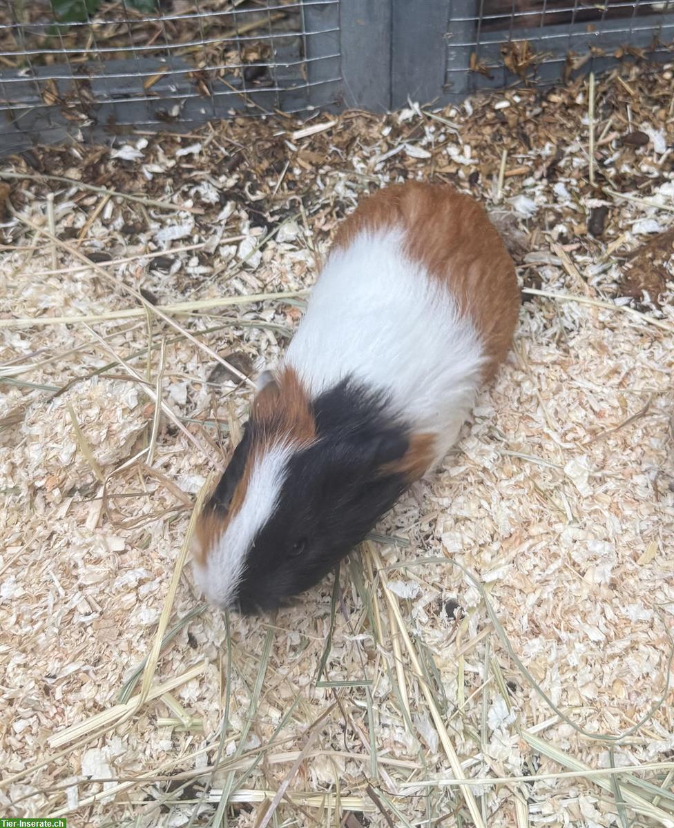Bild 5: Junge Meerschweinchen zum verkaufen
