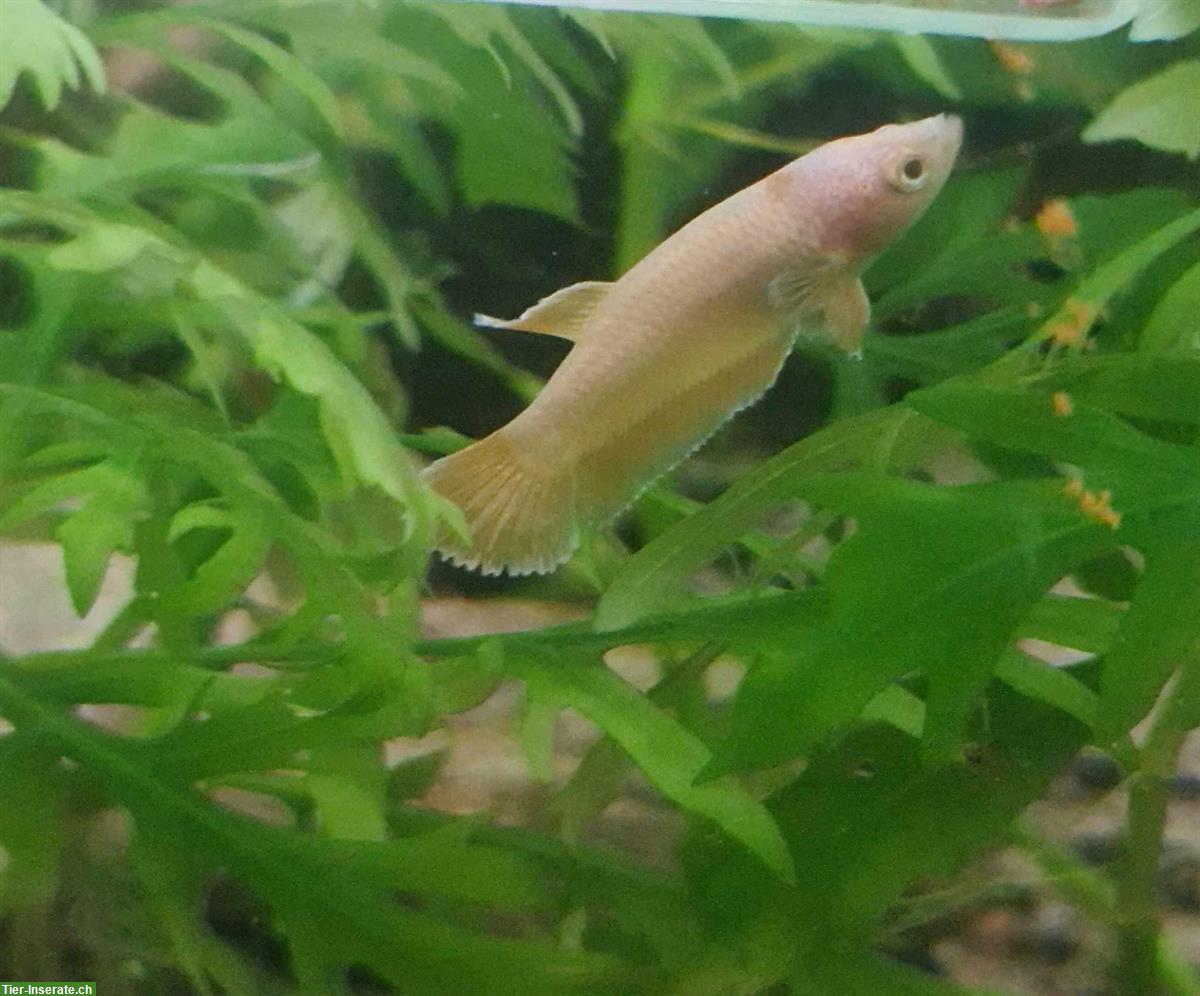 Bestandsumstellung Skalar, Kampffisch Gold + Glasaquarien