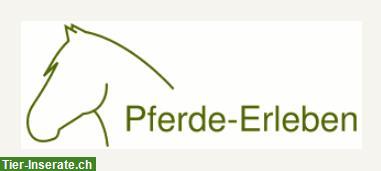 Suchen Reitlehrer/in für Reitbetrieb im Zürcher Weinland