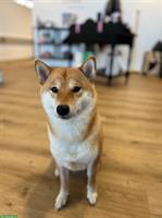 3-jährige Shiba Inu Hündin sucht ein Zuhause