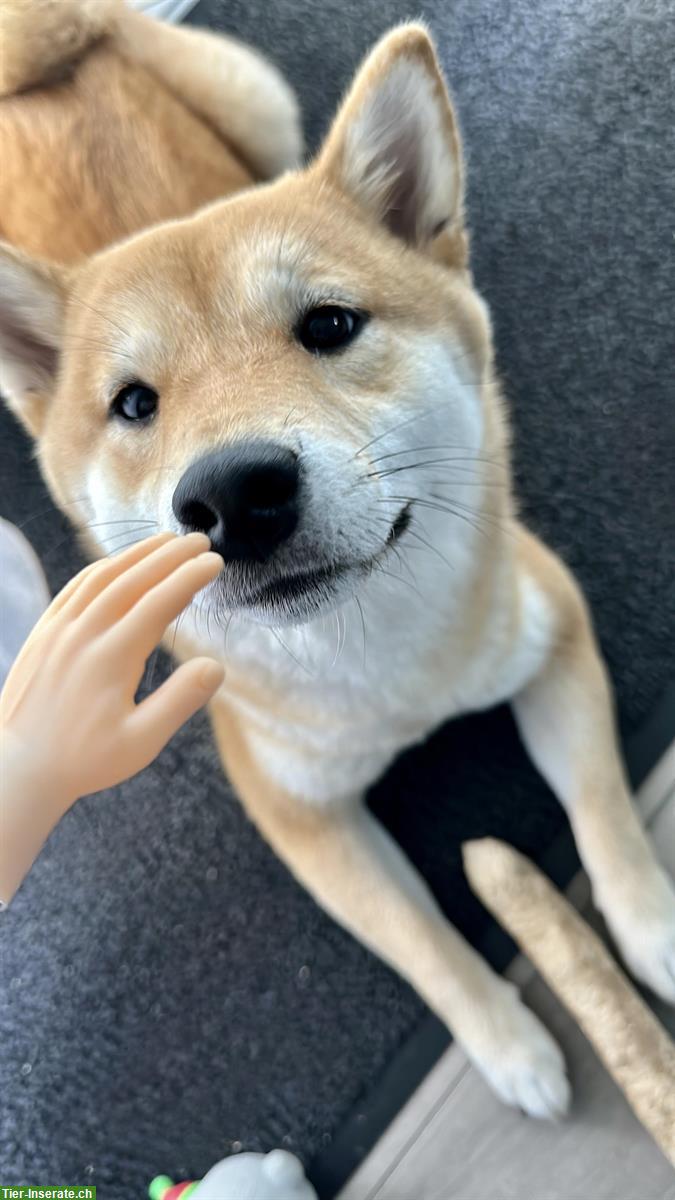 Bild 2: 3-jährige Shiba Inu Hündin sucht ein Zuhause