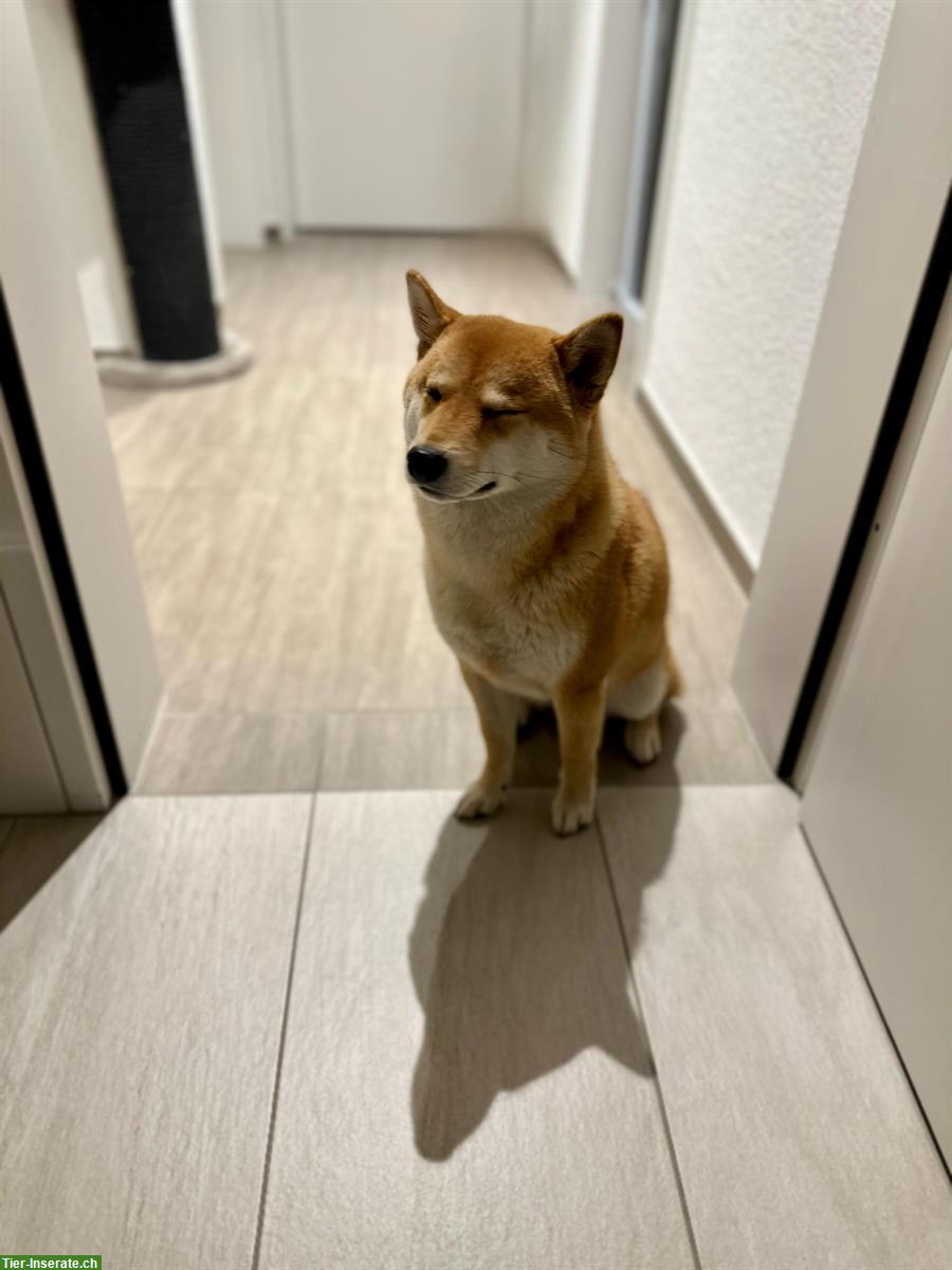 Bild 3: 3-jährige Shiba Inu Hündin sucht ein Zuhause