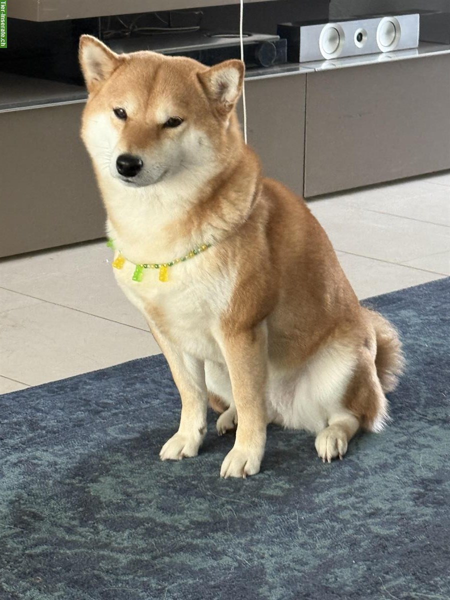 Bild 4: 3-jährige Shiba Inu Hündin sucht ein Zuhause