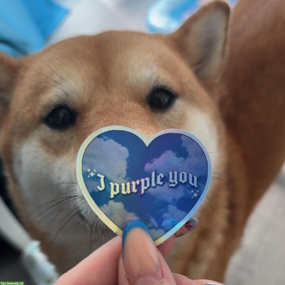Bild 7: 3-jährige Shiba Inu Hündin sucht ein Zuhause