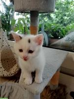 4 kleine Büsi m/w suchen ein Zuhause