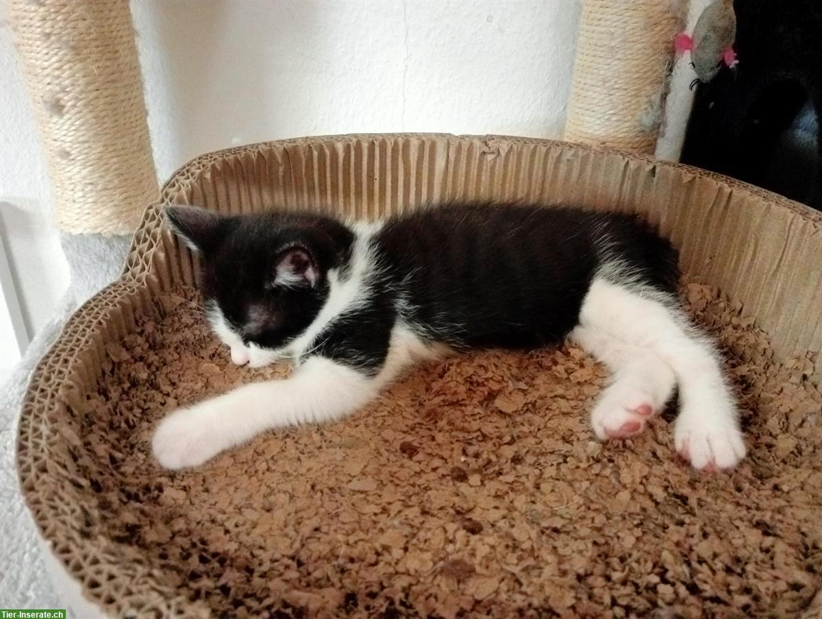 Bild 4: 4 kleine Büsi m/w suchen ein Zuhause