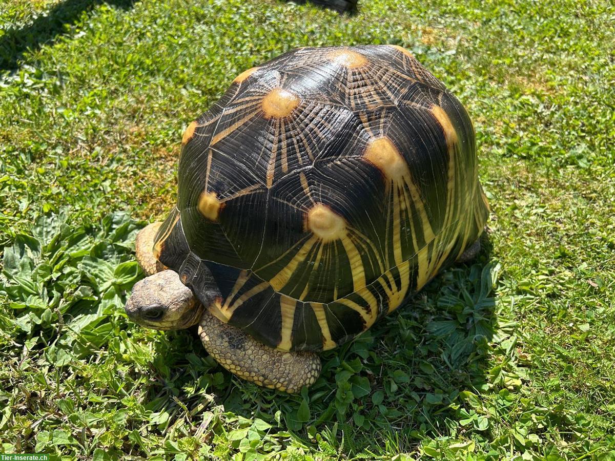 Männliche Astrochelys radiata zu verkaufen