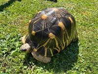 Männliche Astrochelys radiata zu verkaufen