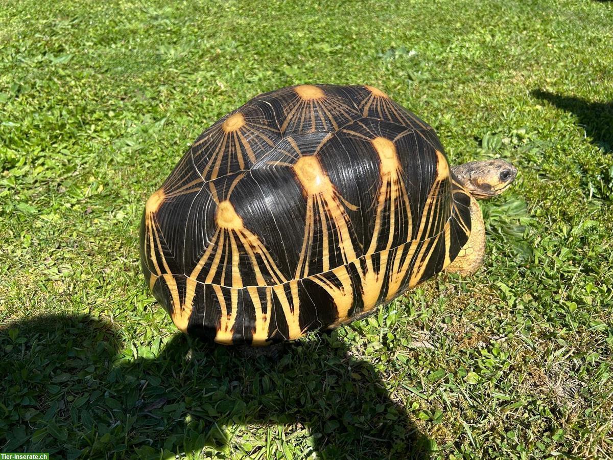 Bild 2: Männliche Astrochelys radiata zu verkaufen