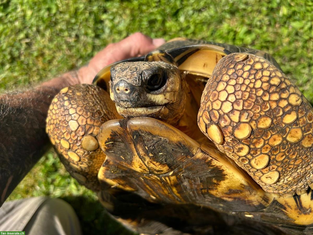 Bild 3: Männliche Astrochelys radiata zu verkaufen