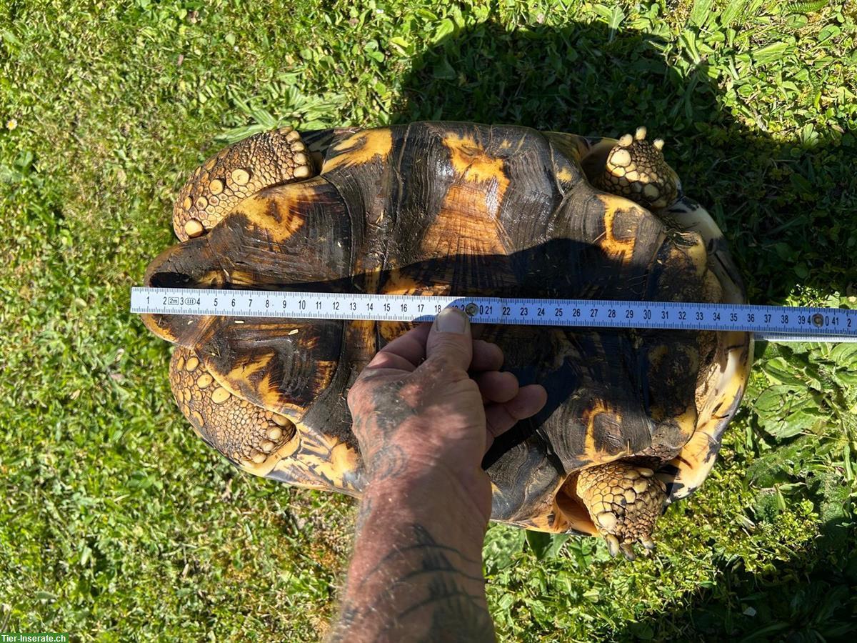Bild 4: Männliche Astrochelys radiata zu verkaufen