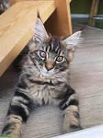 Süßer Maine Coon Bub sucht ein neues Zuhause