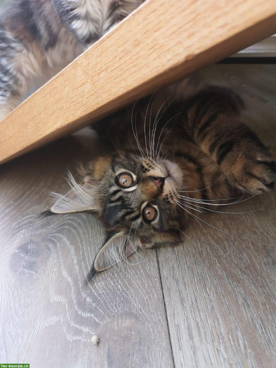 Bild 2: Süßer Maine Coon Bub sucht ein neues Zuhause