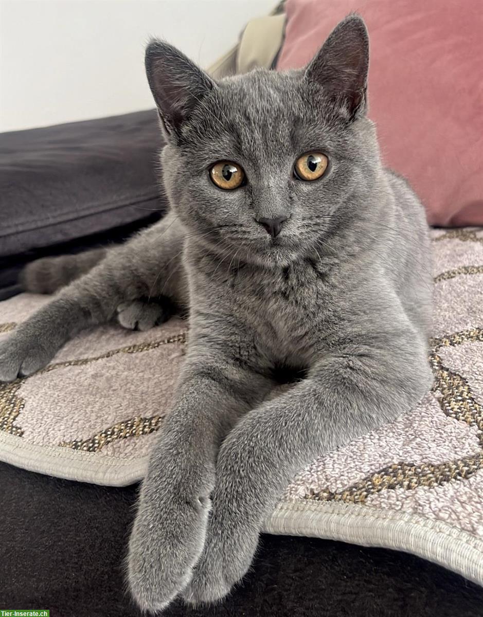 Reinrassiger BKH Kater „Balu“ sucht liebevolles Zuhause