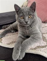 Reinrassiger BKH Kater „Balu“ sucht liebevolles Zuhause