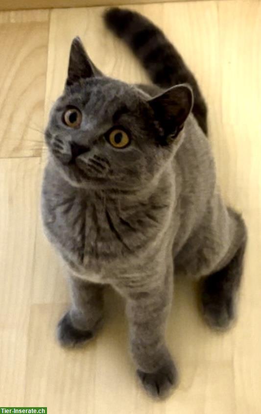 Bild 2: Reinrassiger BKH Kater „Balu“ sucht liebevolles Zuhause