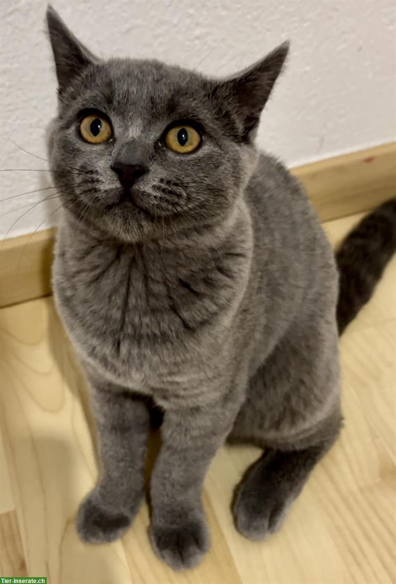 Bild 3: Reinrassiger BKH Kater „Balu“ sucht liebevolles Zuhause