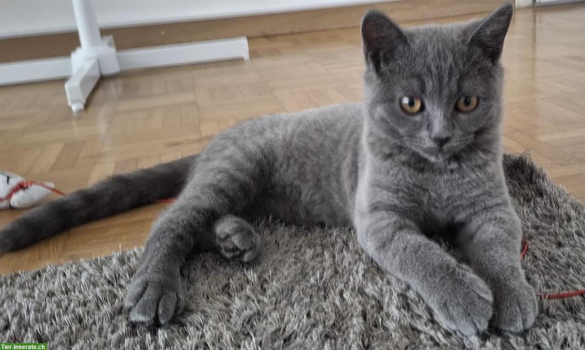 Bild 4: Reinrassiger BKH Kater „Balu“ sucht liebevolles Zuhause