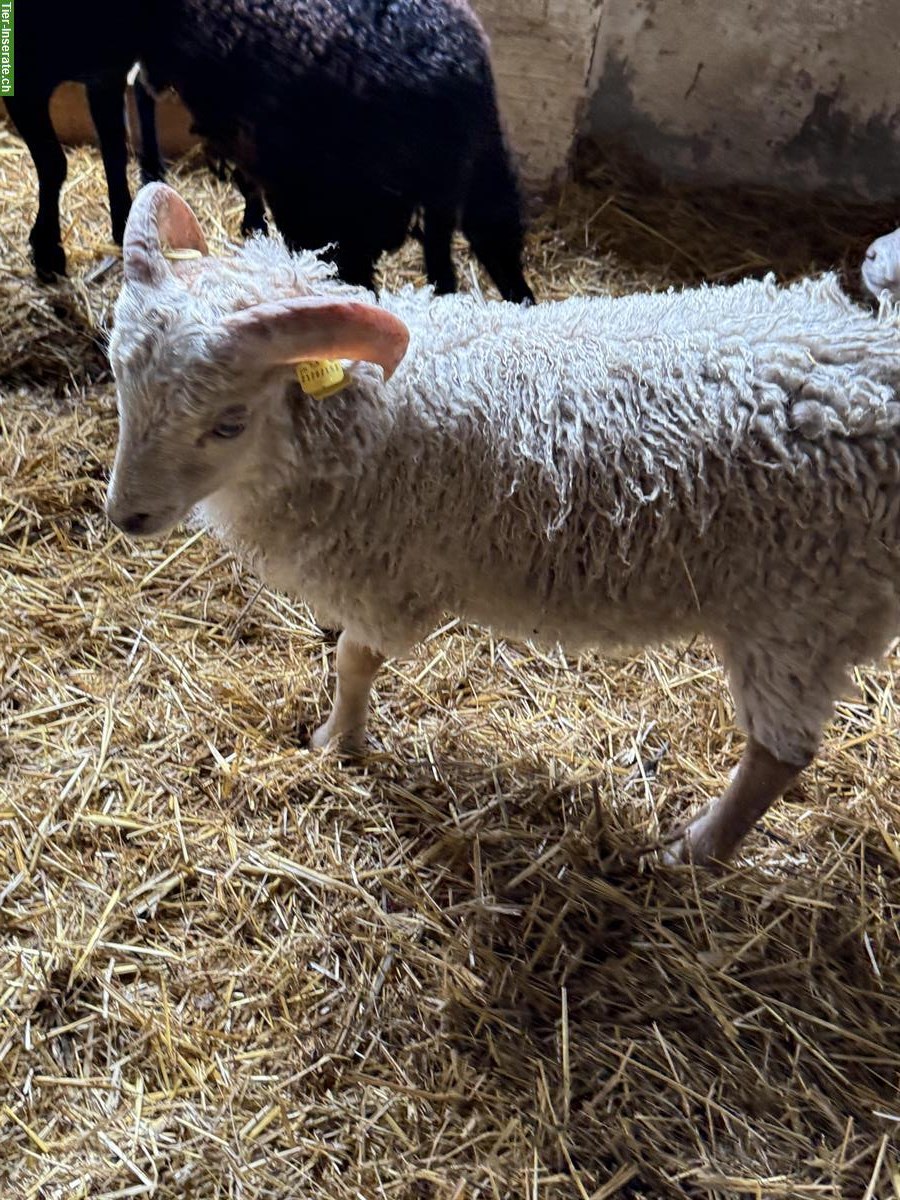 Bild 3: Ouessant Schafböcke zu verkaufen