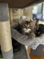 Maine Coon Kitten, männlich zu verkaufen
