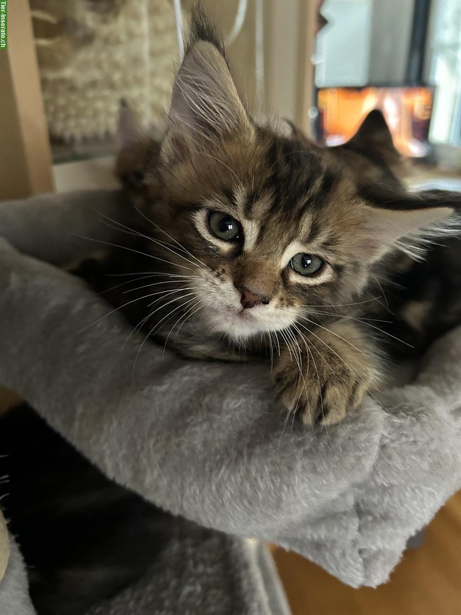 Bild 2: Maine Coon Kitten, männlich zu verkaufen