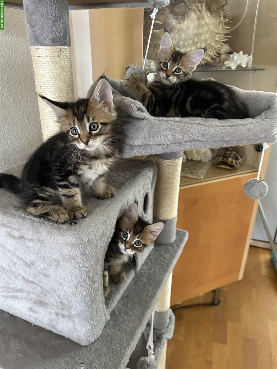 Bild 3: Maine Coon Kitten, männlich zu verkaufen