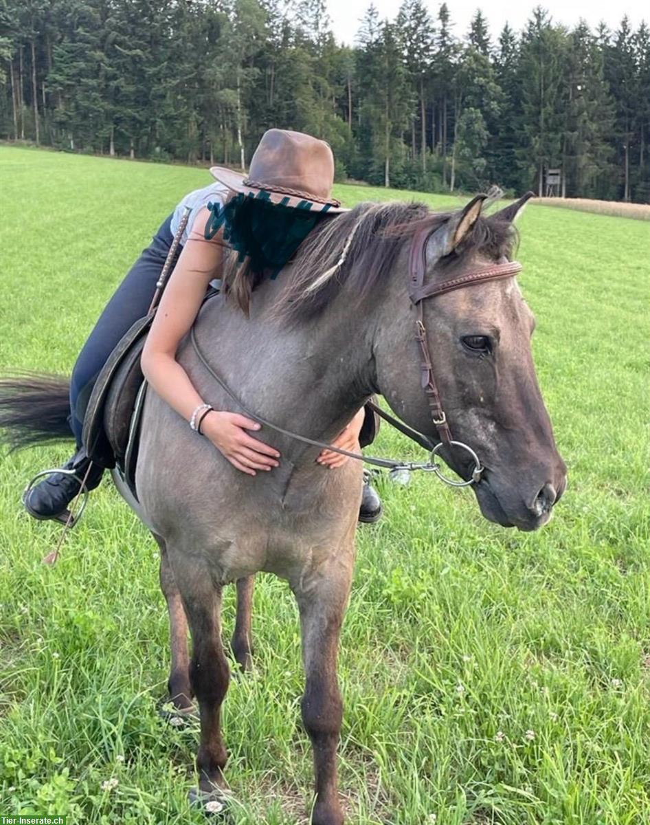 Bild 2: 2 Ponys kostenlos abzugeben