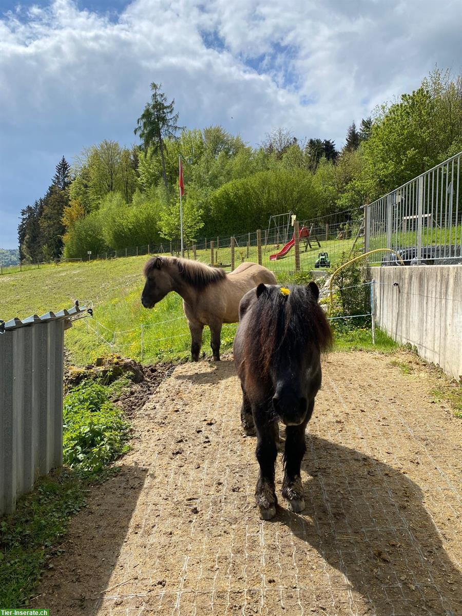 Bild 3: 2 Ponys kostenlos abzugeben