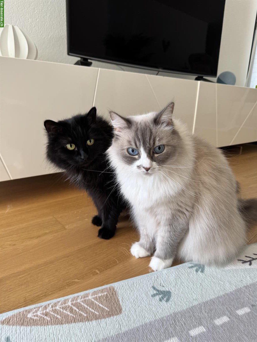 Neva Masquerade / Sibirische Waldkatze suchen neues Zuhause