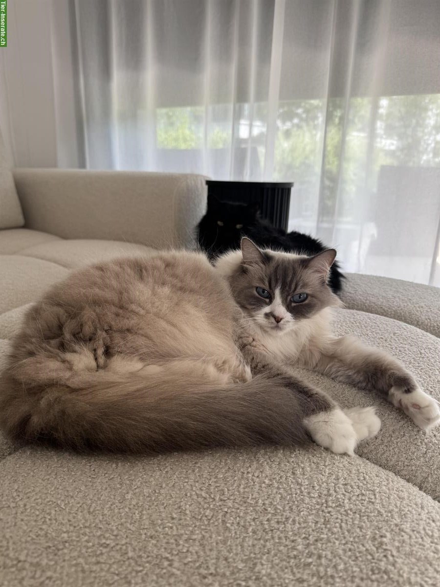 Bild 2: Neva Masquerade / Sibirische Waldkatze suchen neues Zuhause