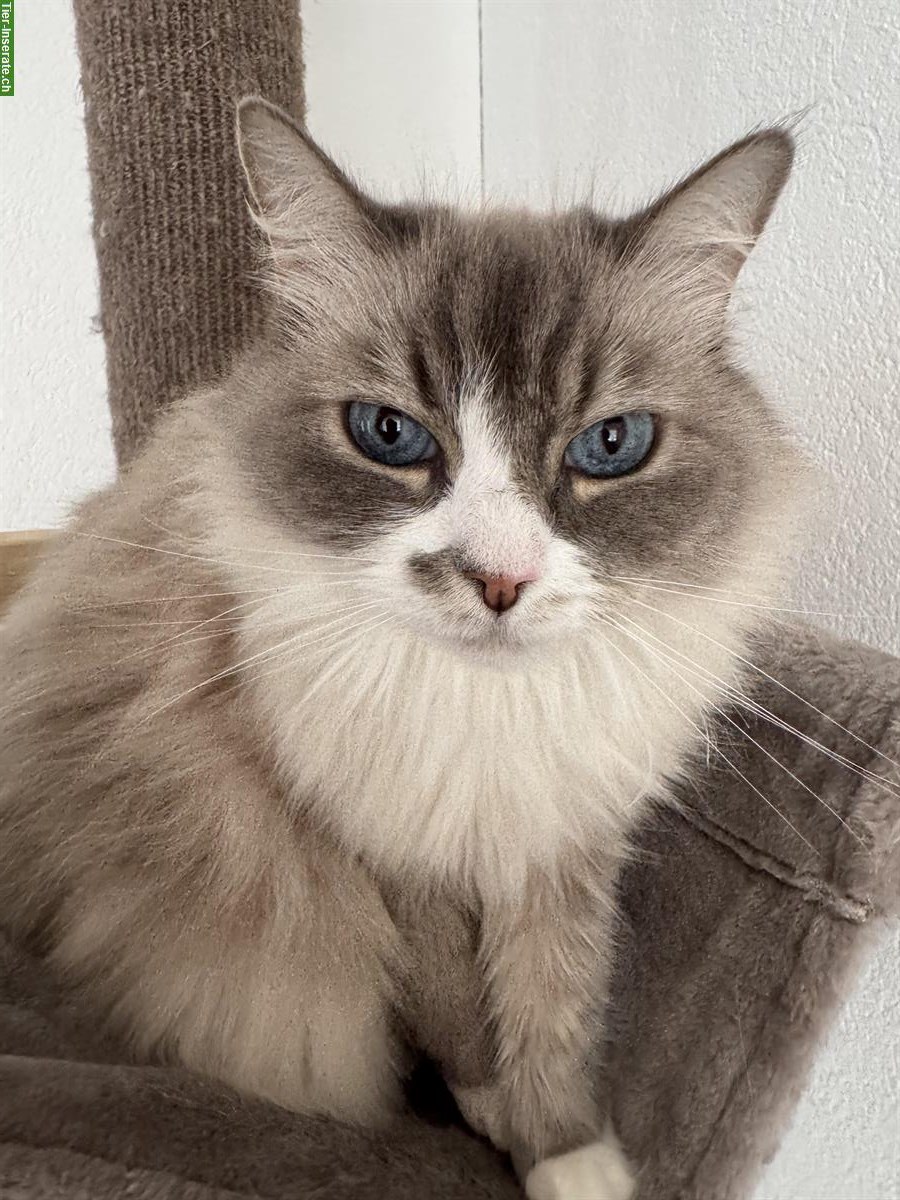 Bild 3: Neva Masquerade / Sibirische Waldkatze suchen neues Zuhause