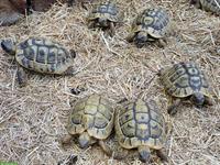 Testudo hermanni boettgeri - Landschildkröten fast gratis abzugeben