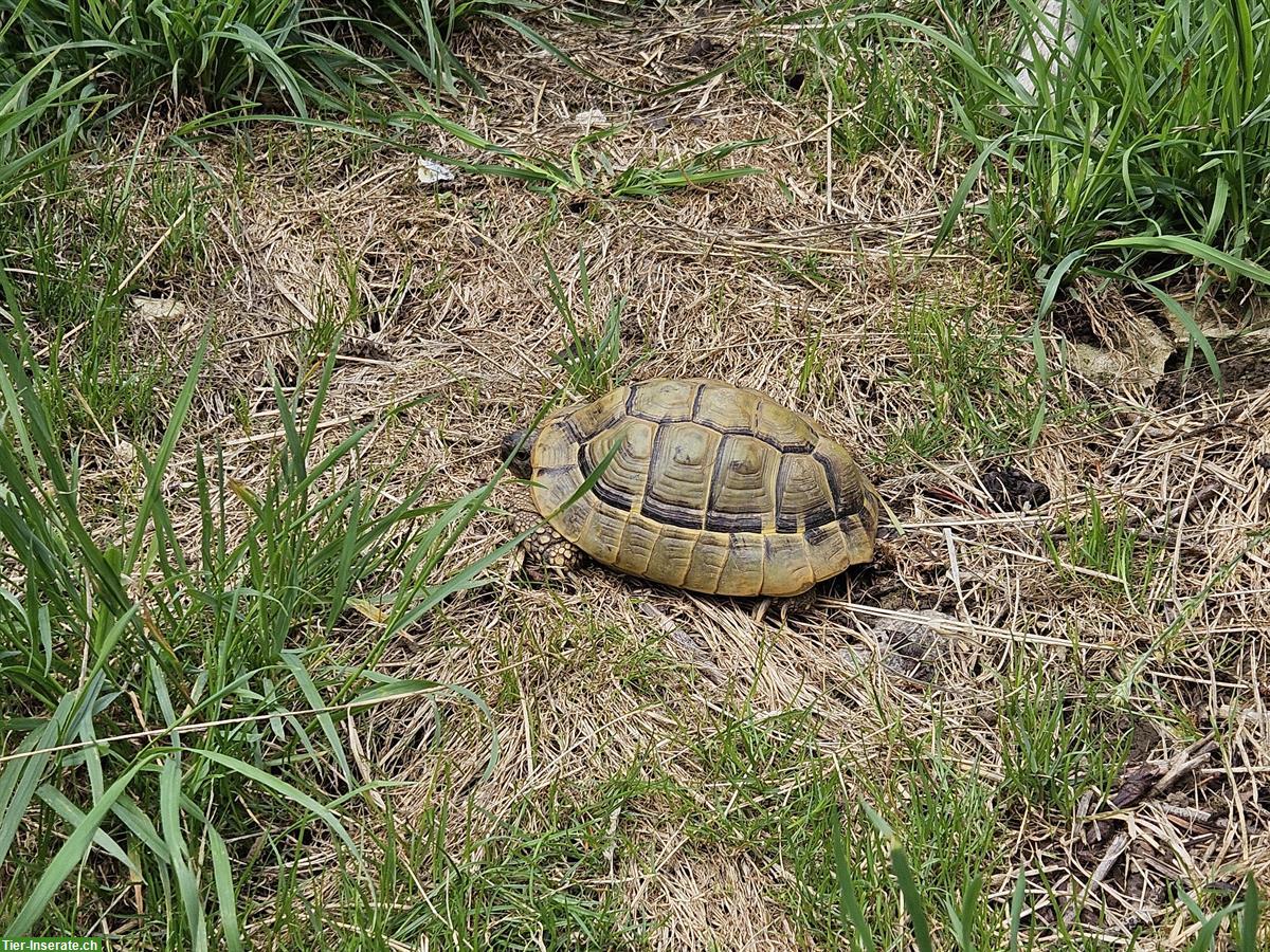 Bild 2: Testudo hermanni boettgeri - Landschildkröten fast gratis abzugeben
