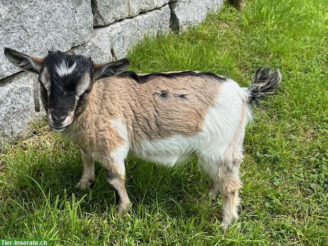 Bild 3: 2 Zwergziegen Mutter Streifli und Sohn Sämi