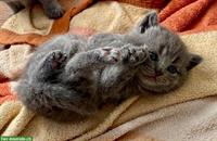 BKH Kitten in blue, sehr typvoll und bezaubernd