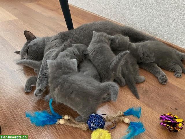Bild 2: BKH Kitten in blue, sehr typvoll und bezaubernd